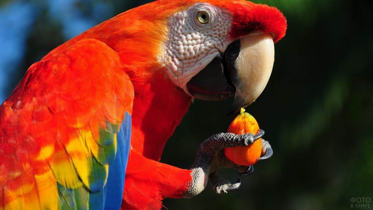 Попугай Паррот