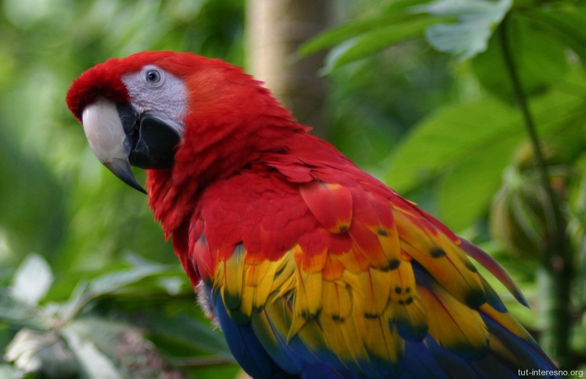 Редкие попугаи