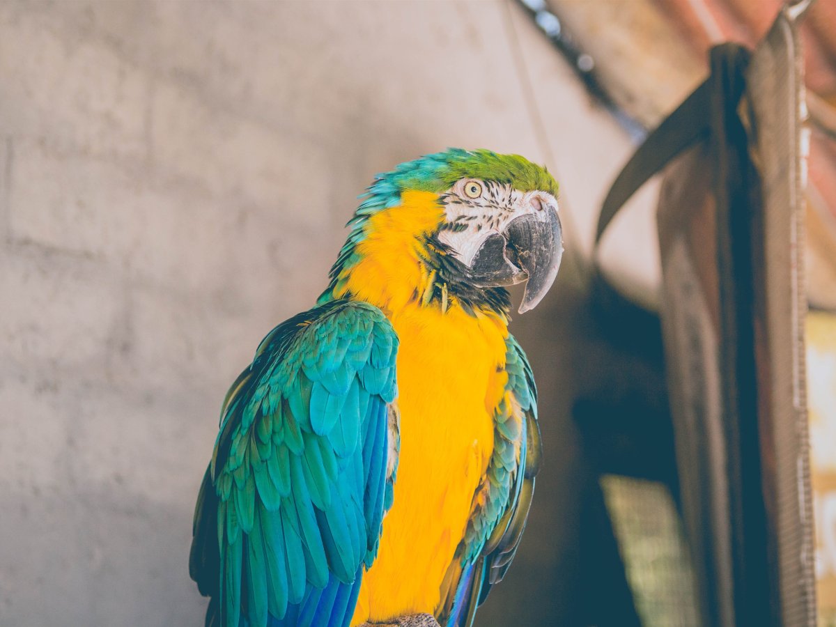 Попугай аратинга