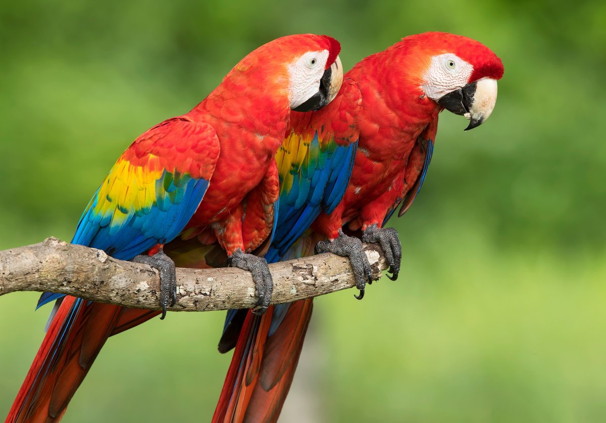 Попугай Macaw