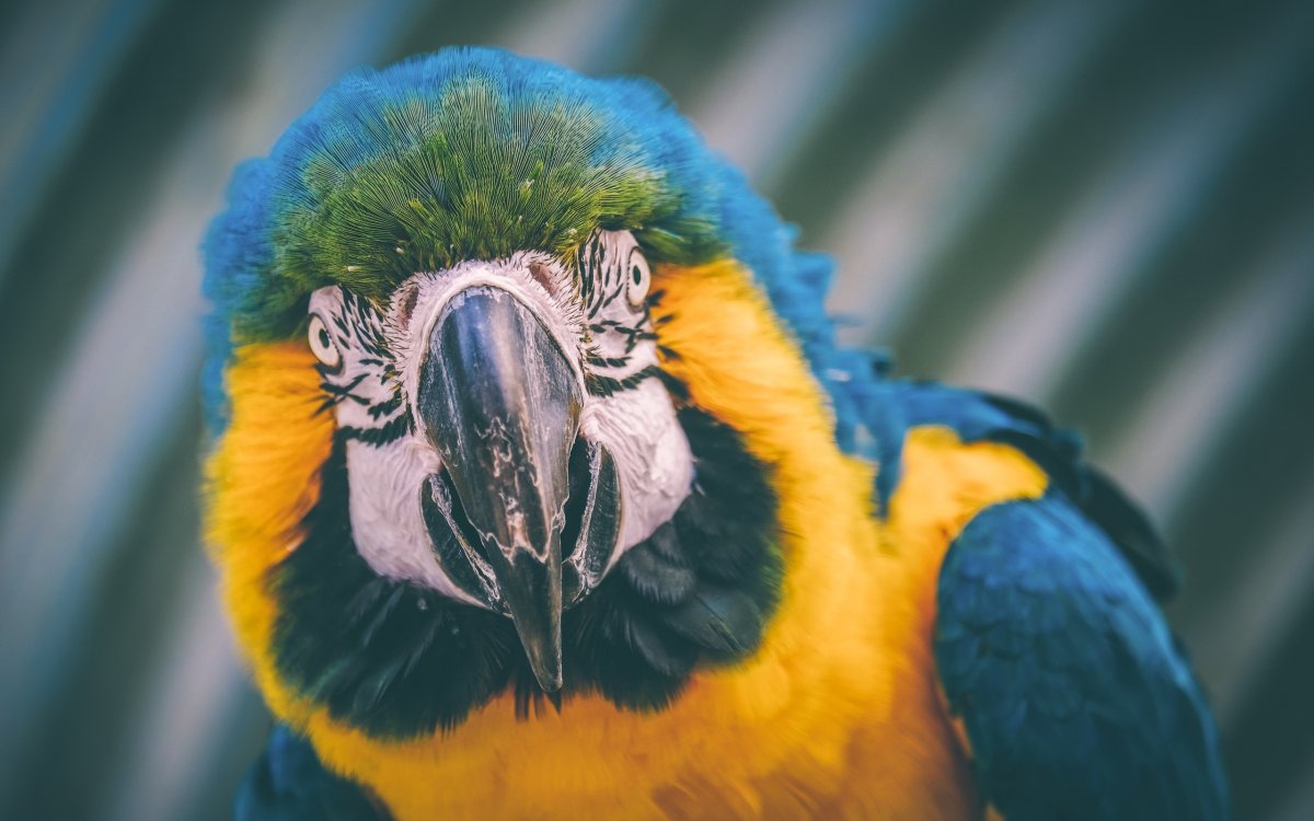 Глаз попугая ара