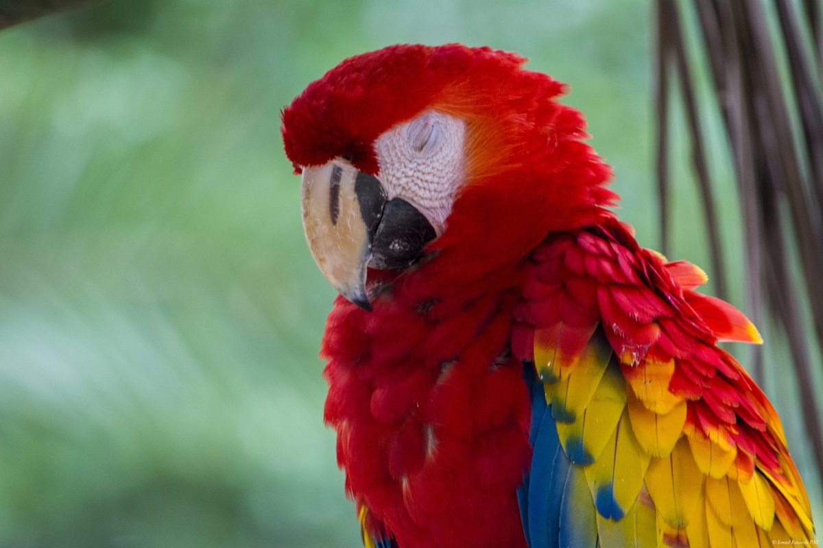 Макао птица