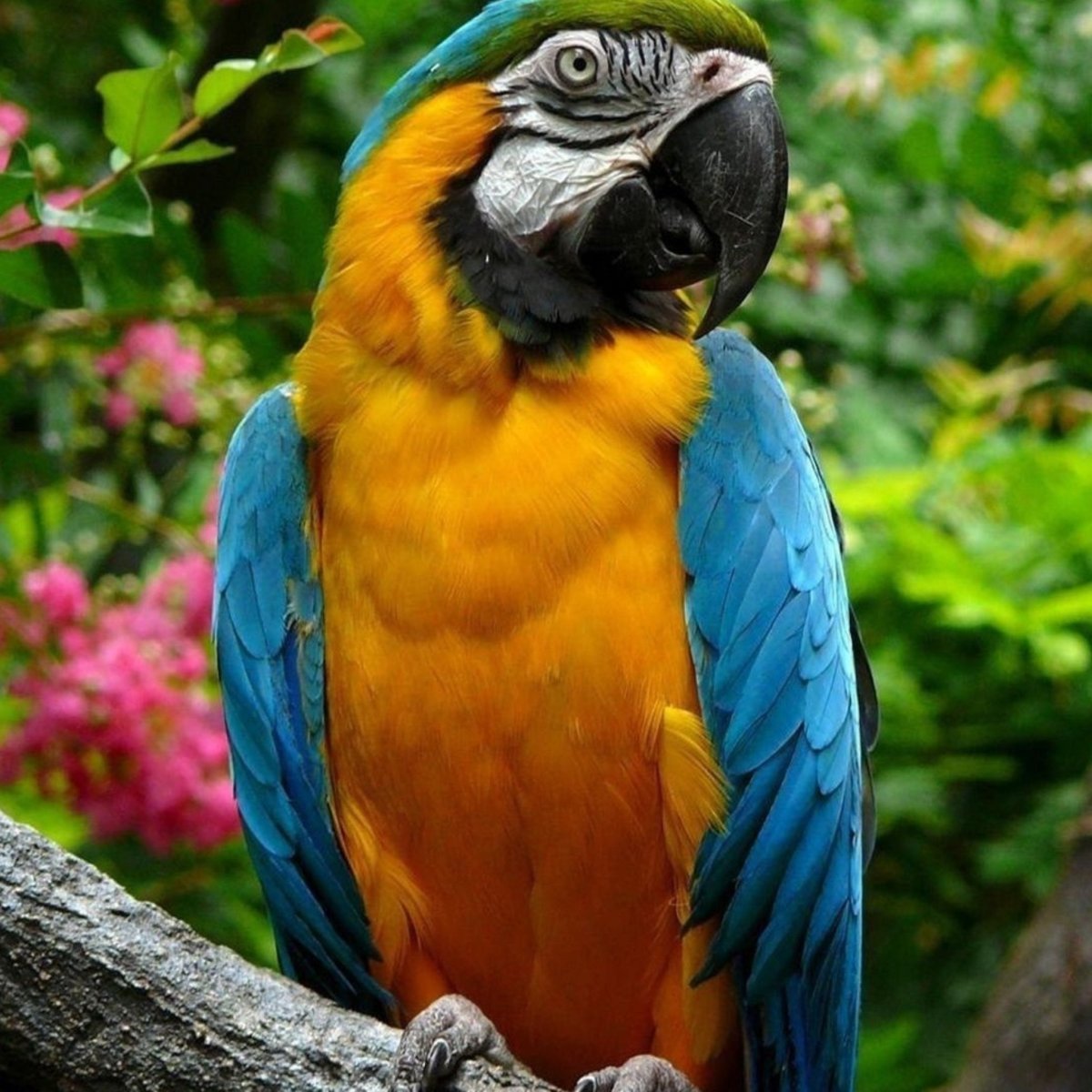 Красивые попугаи ара