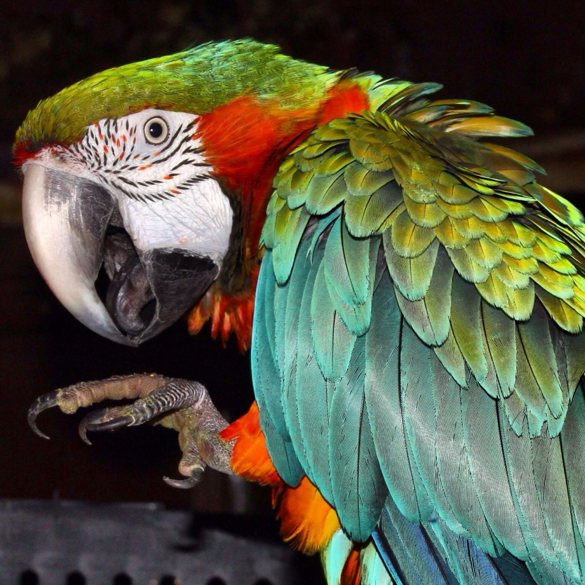 Ара Арлекин