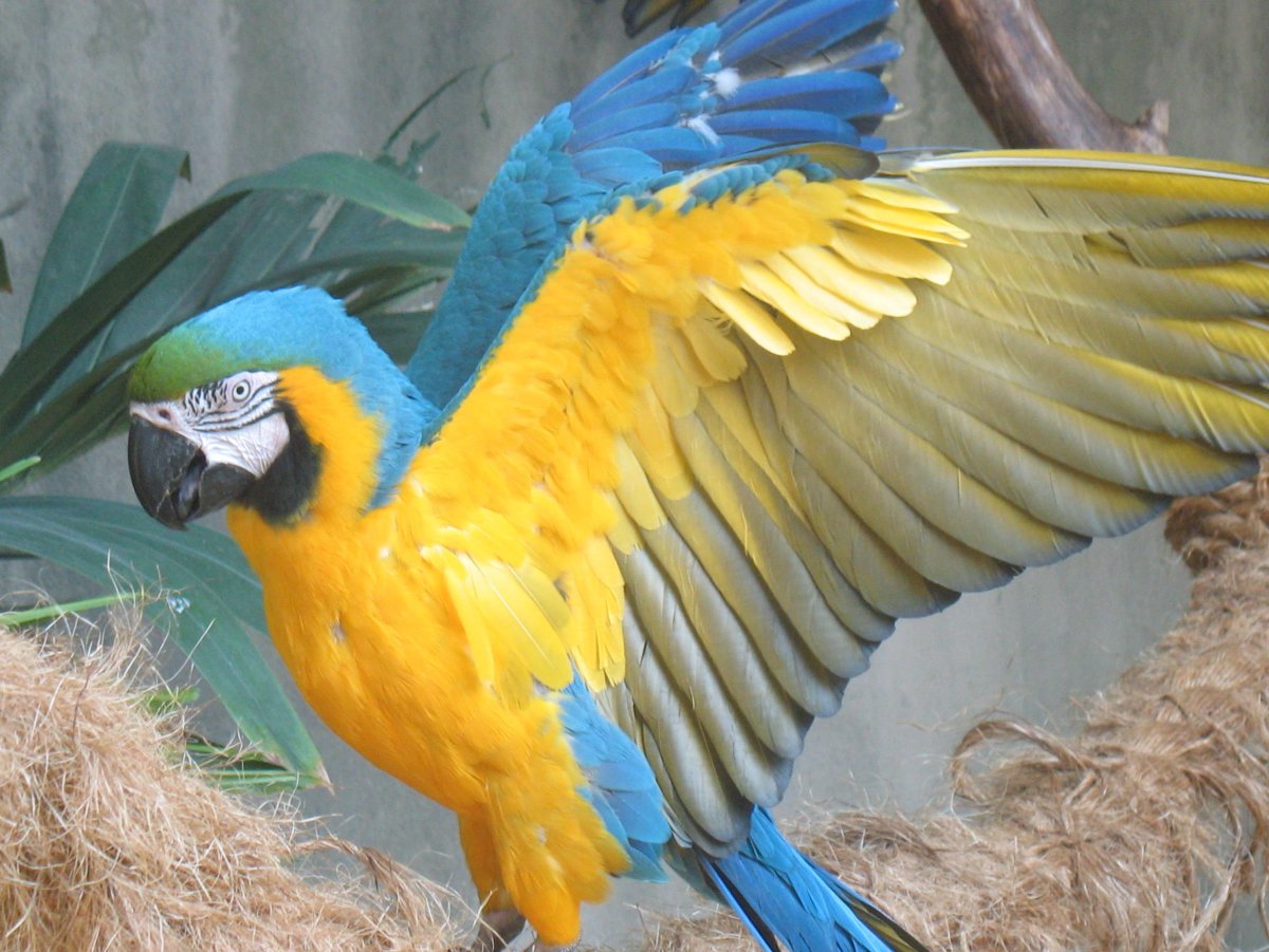 Blue & Gold Macaw Parrots