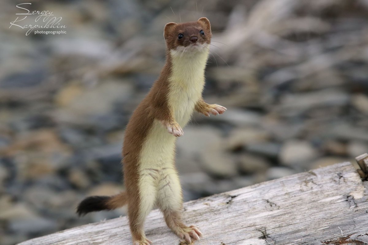 Белоснежная ласка