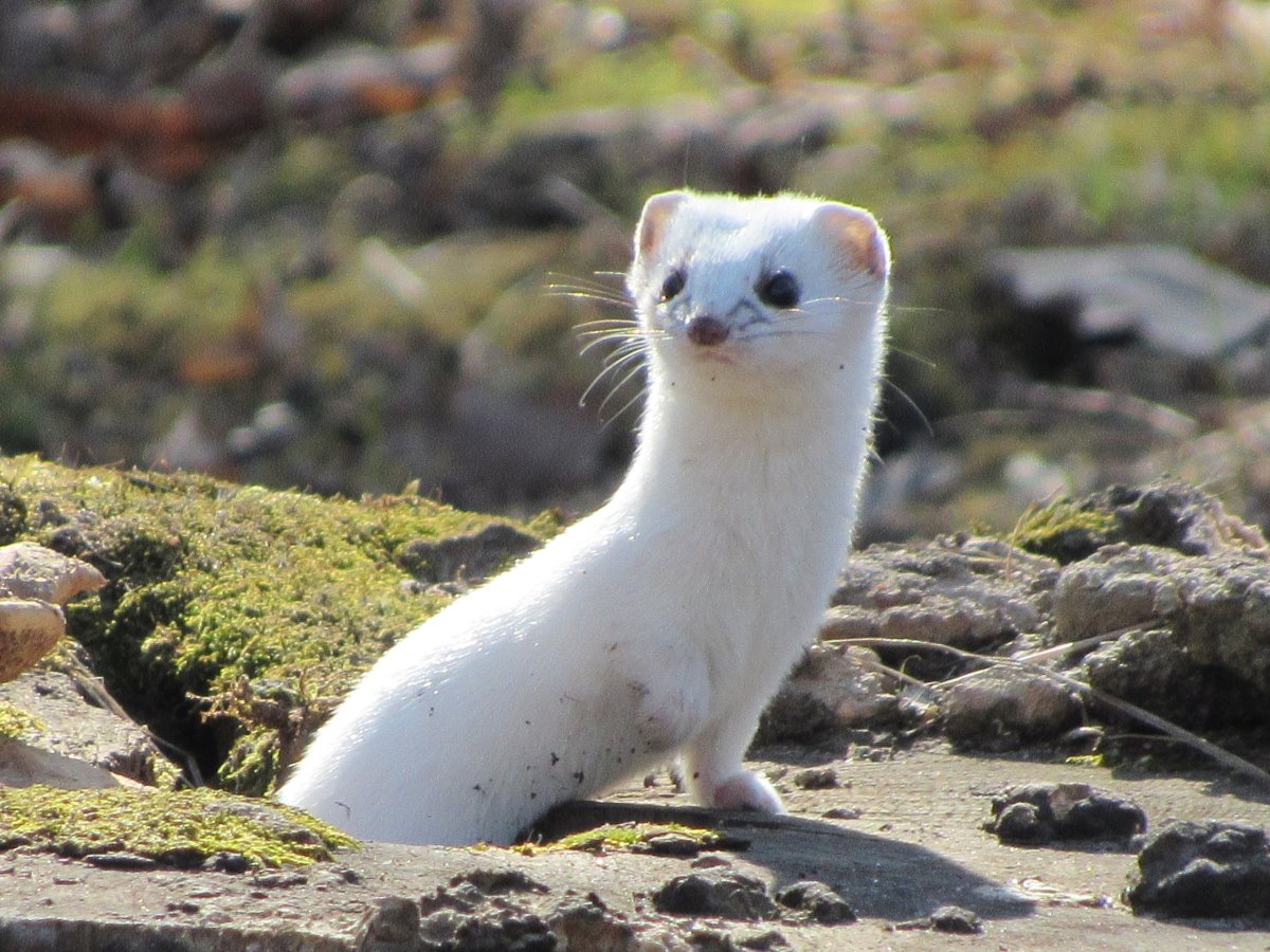 Горностай (Mustela erminea)