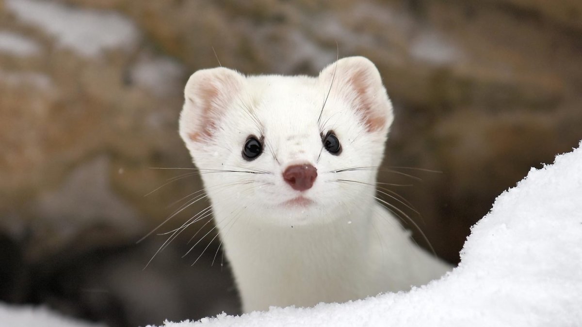 Горностай норка