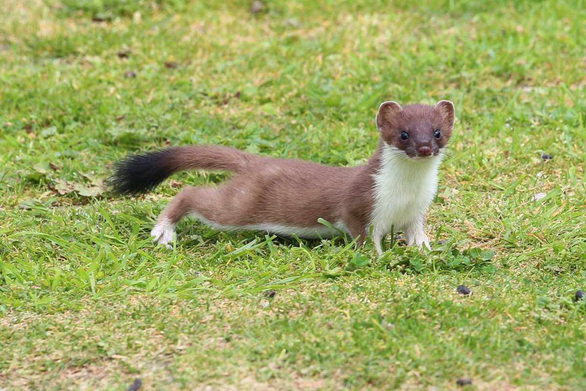 Ласка норка хорёк горностай
