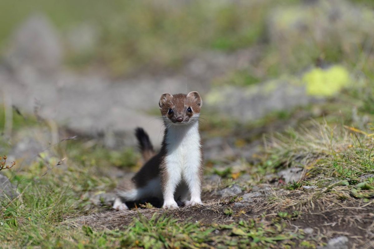 Тобольский горностай