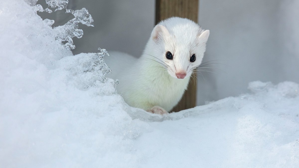 Солонгой Забайкальский