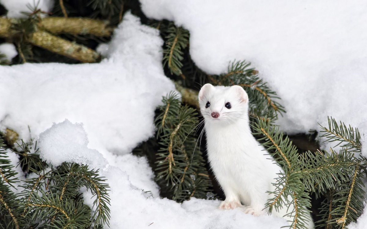 Горностай (Mustela erminea)