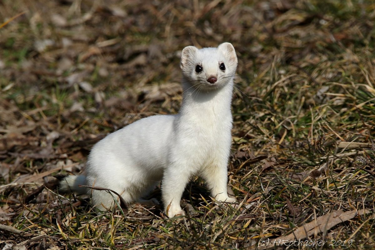 Ласка (Mustela nivalis)
