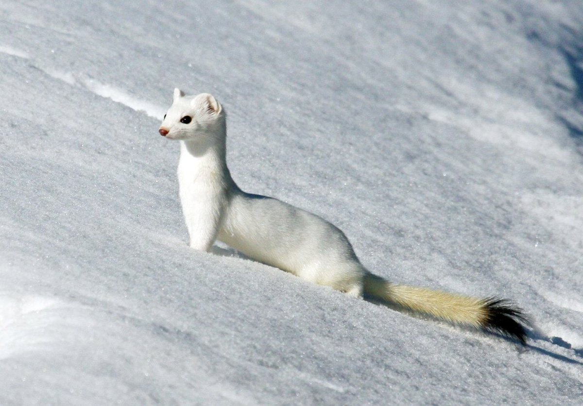 Белый зверек похожий на ласку