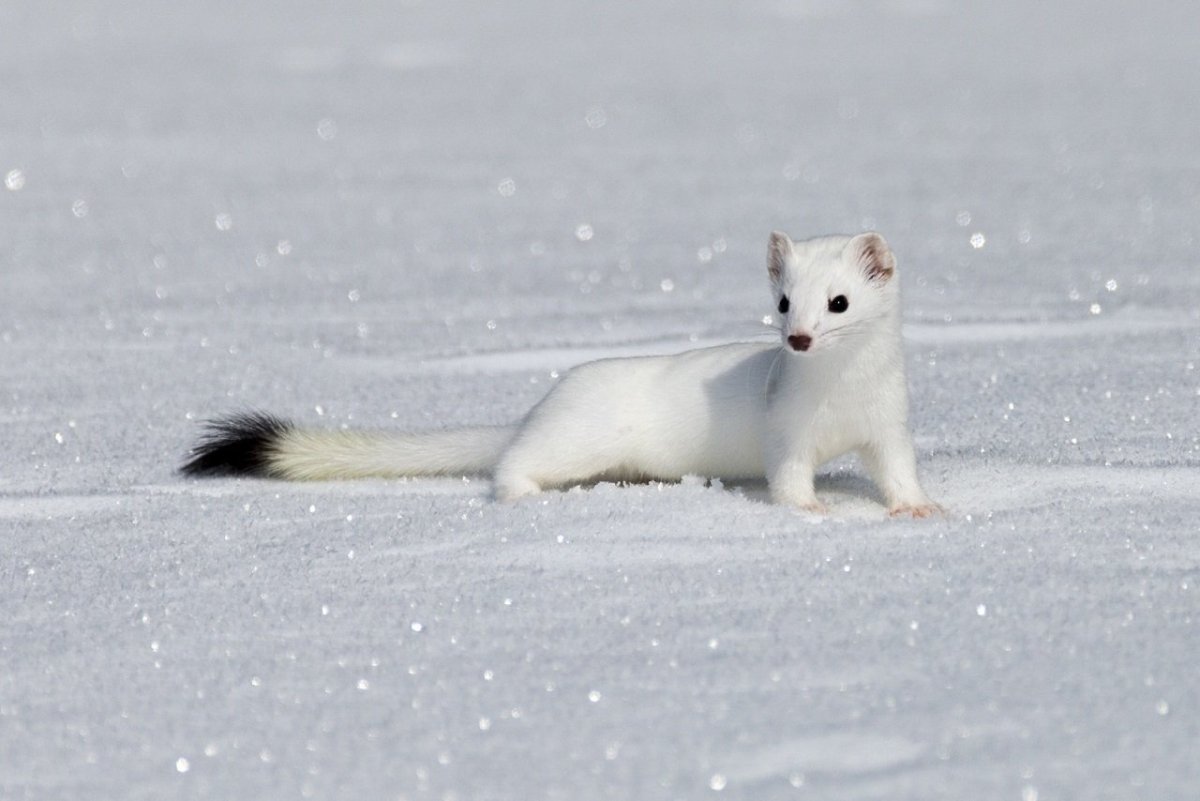 Милые горностаи