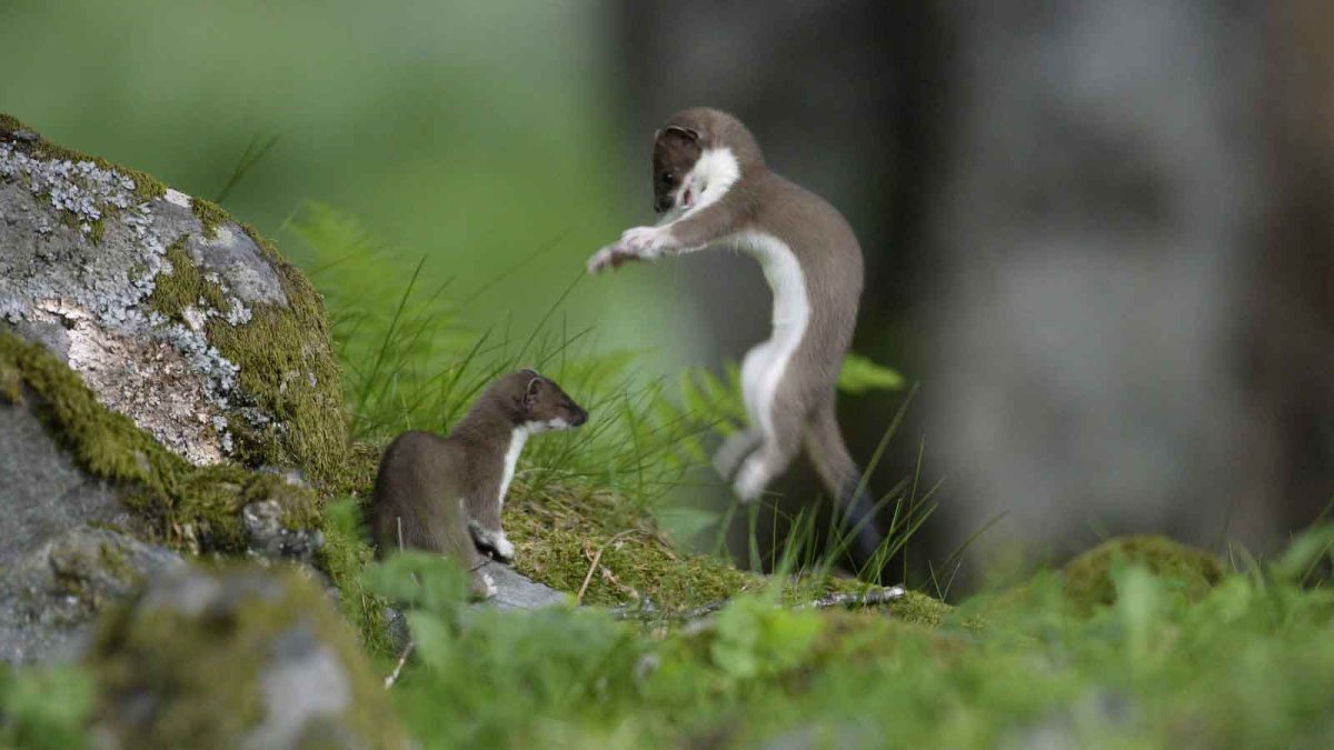 Горностай (Mustela erminea)