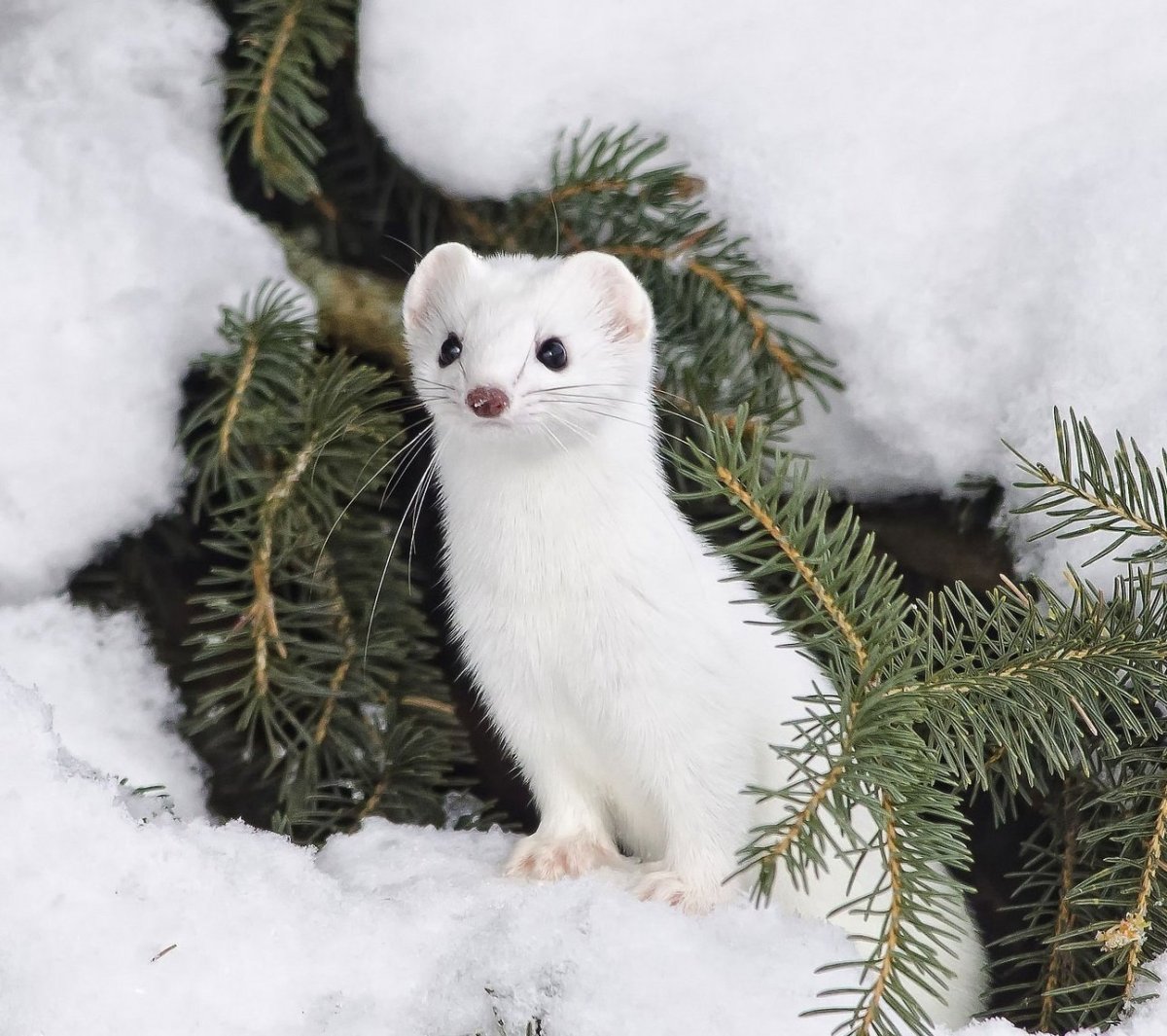 Солонгой Забайкальский