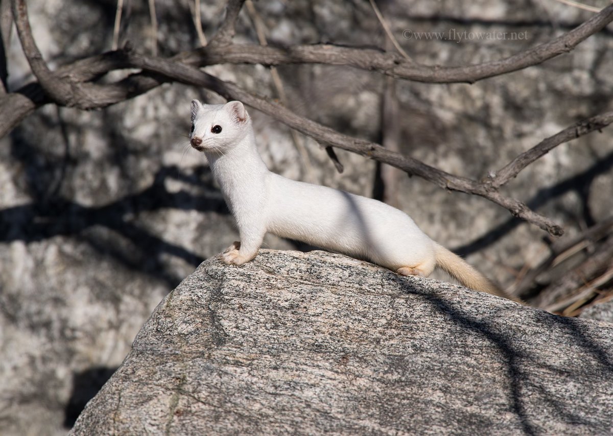 Горностай и ласка