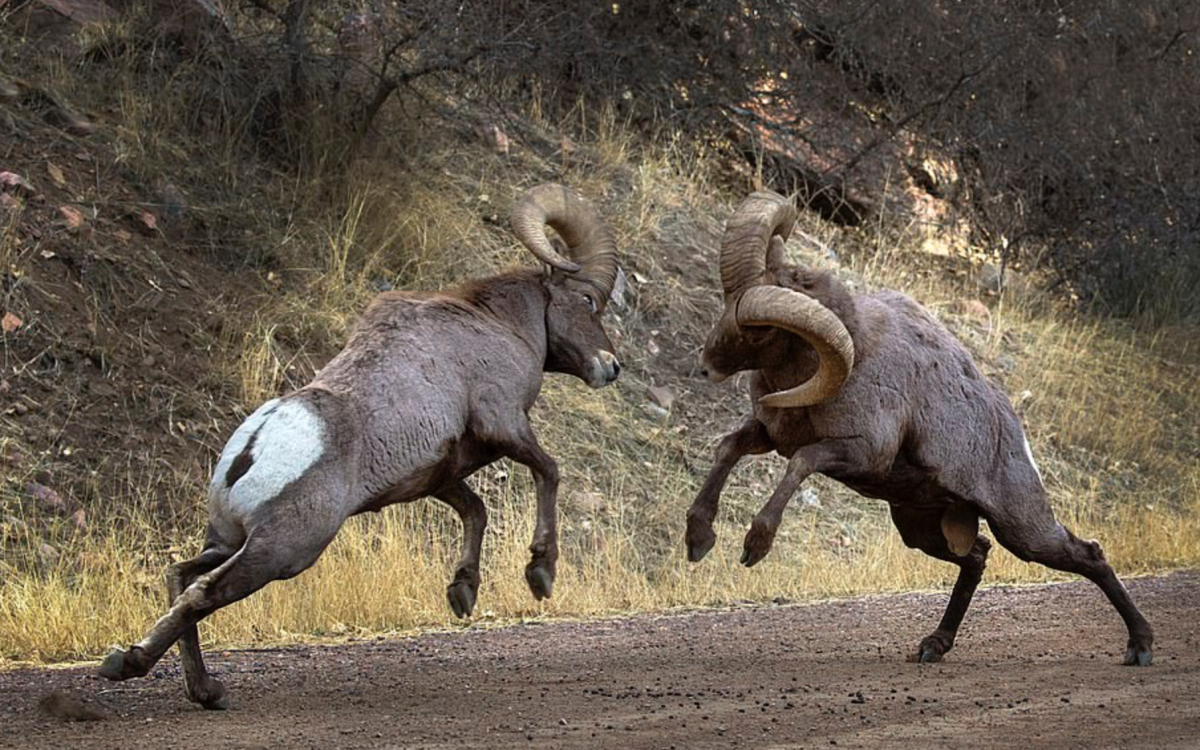 Барашек в мультяшном стиле