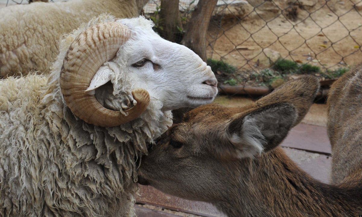 Влюбленные барашки