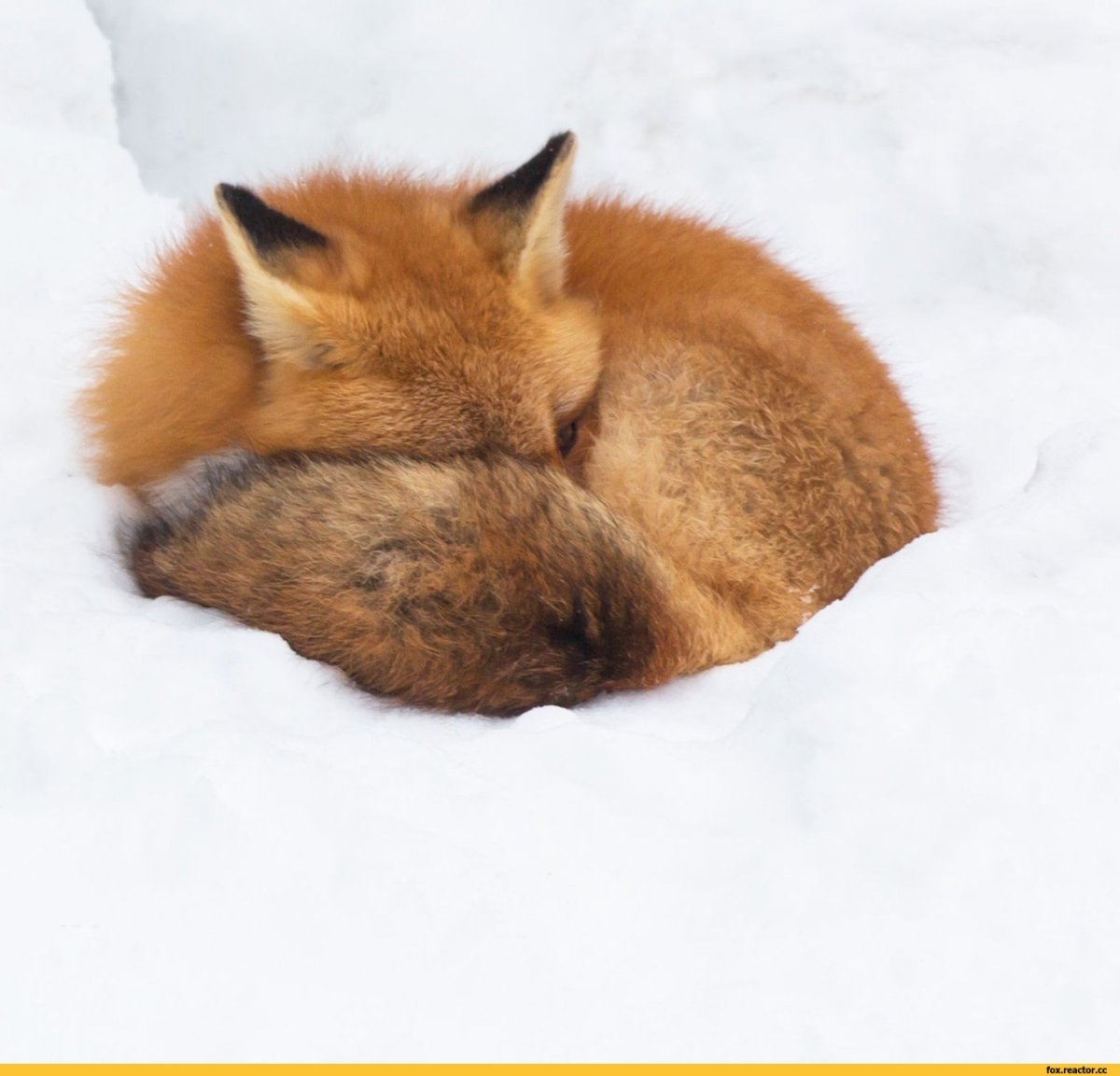 Лиса с лисенком арт