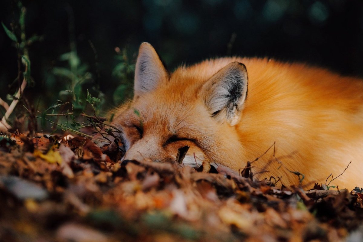 Спящий Лисенок