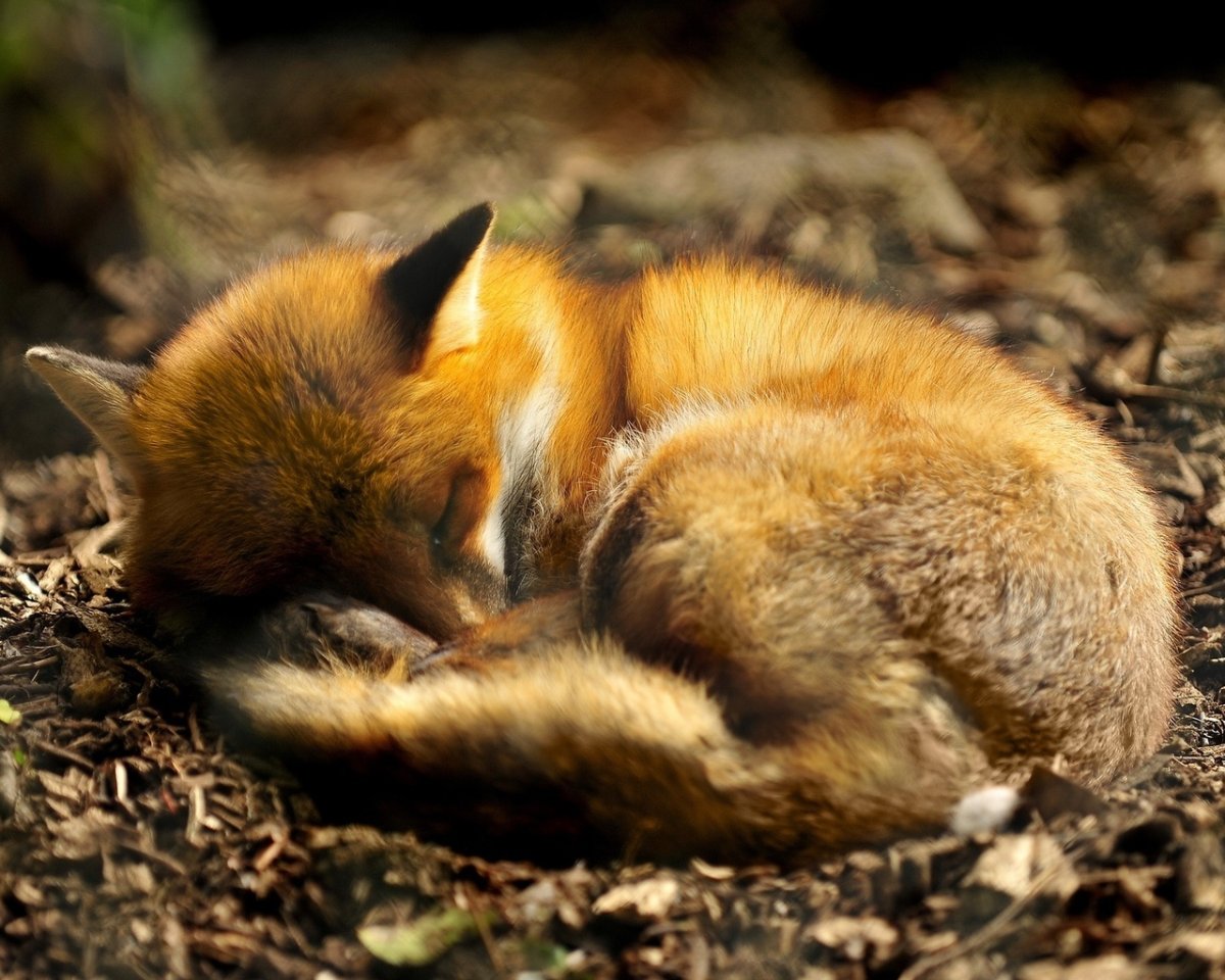 Лисенок ложится спать