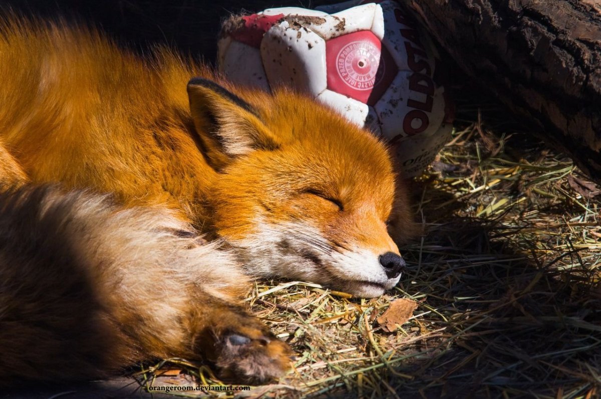 Спящий Лисенок