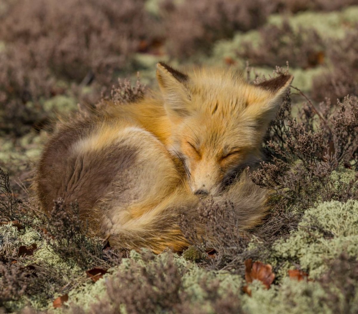 Лисенок спит