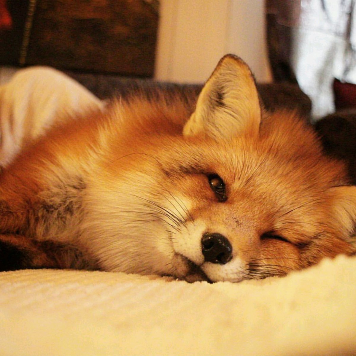 Лиса в снегу