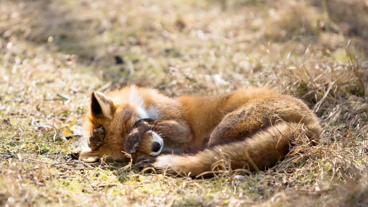 Лисенок рисунок