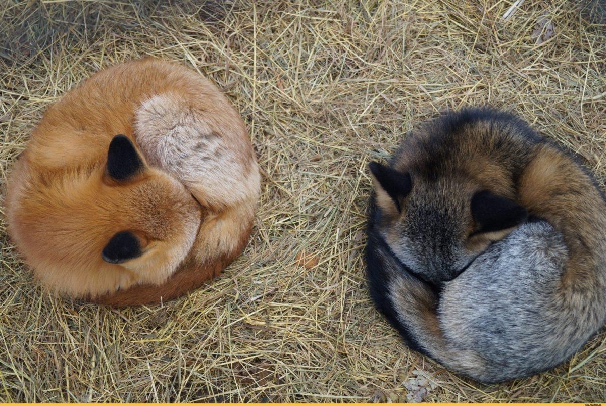 Денис Будьков