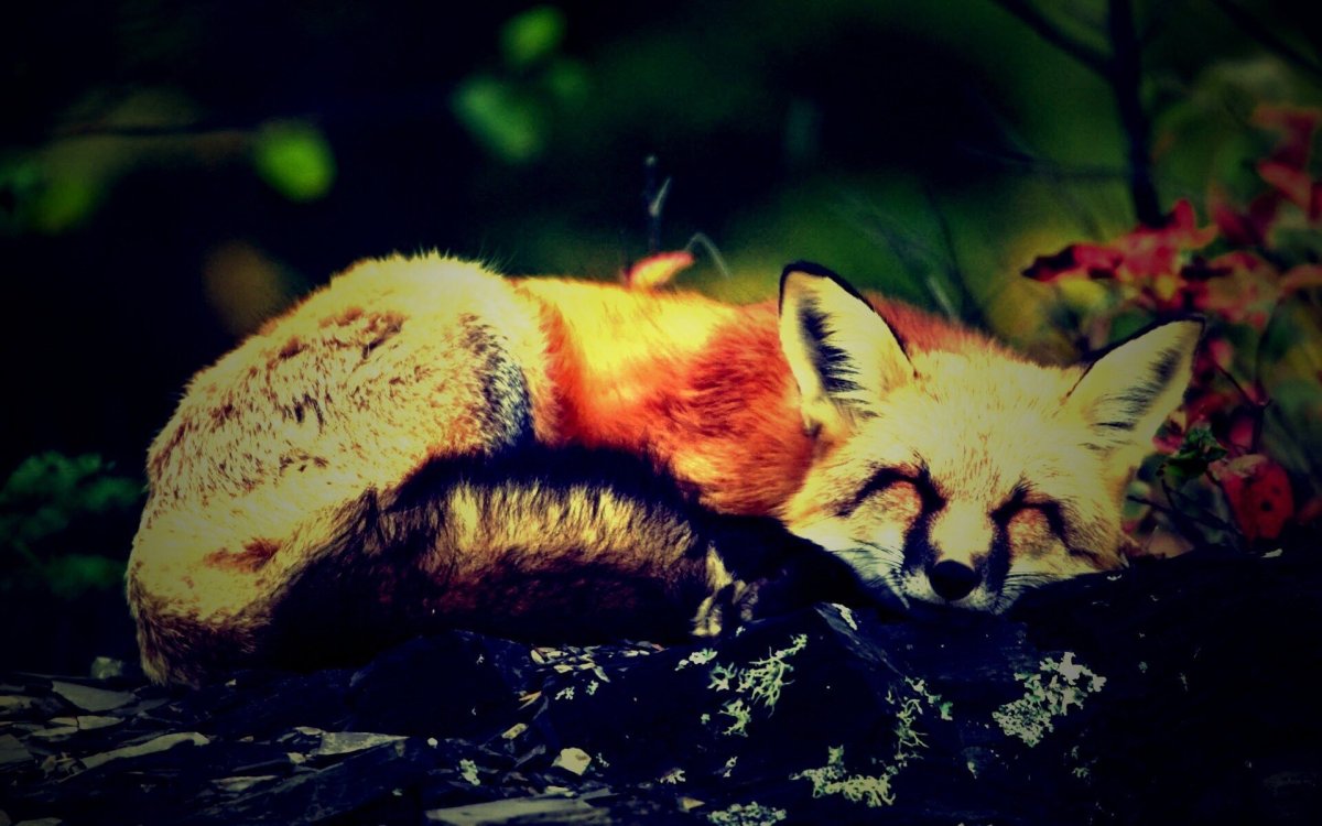 Милый Лисенок