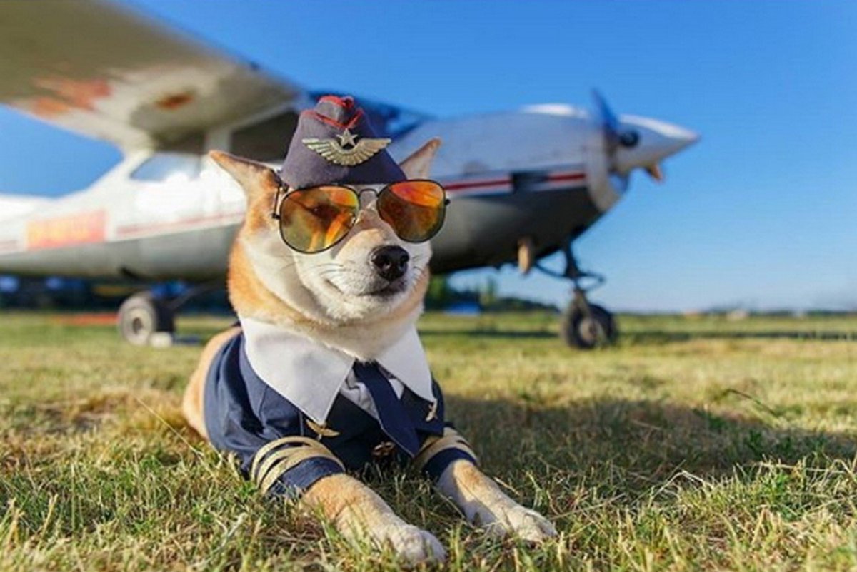 Кот летчик мультяшный