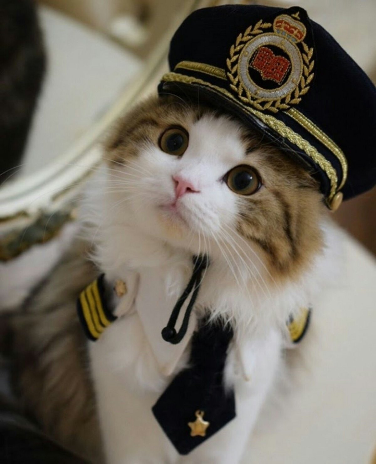 Коты пилоты