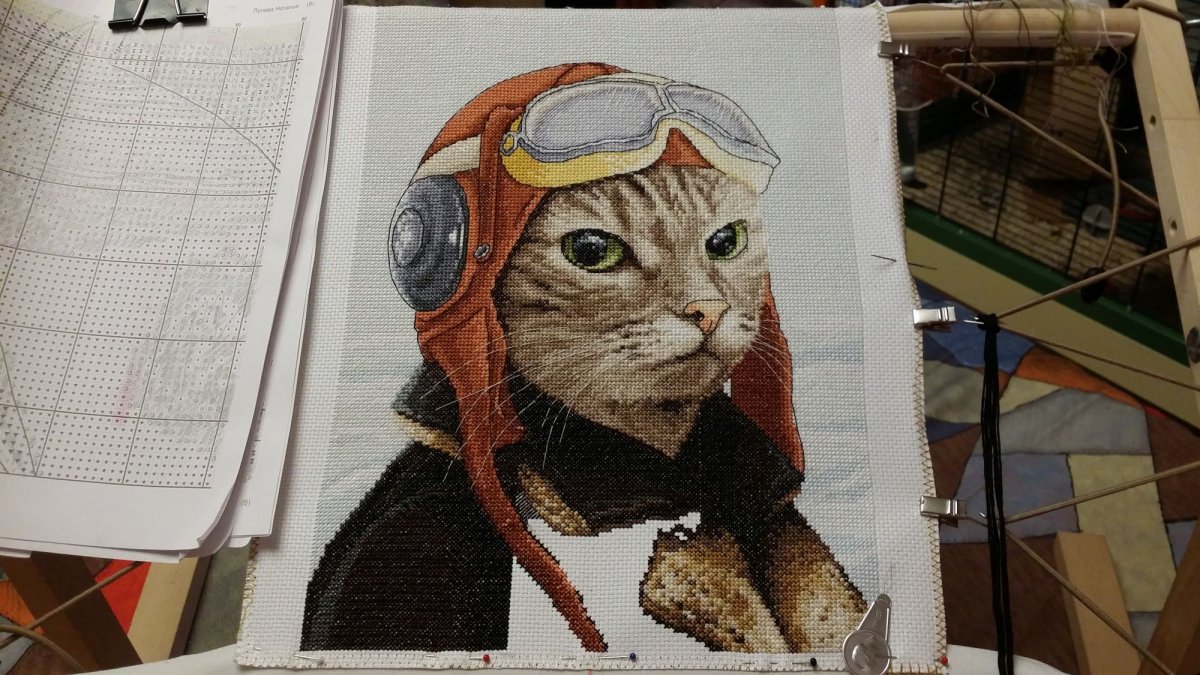 Кот в каске