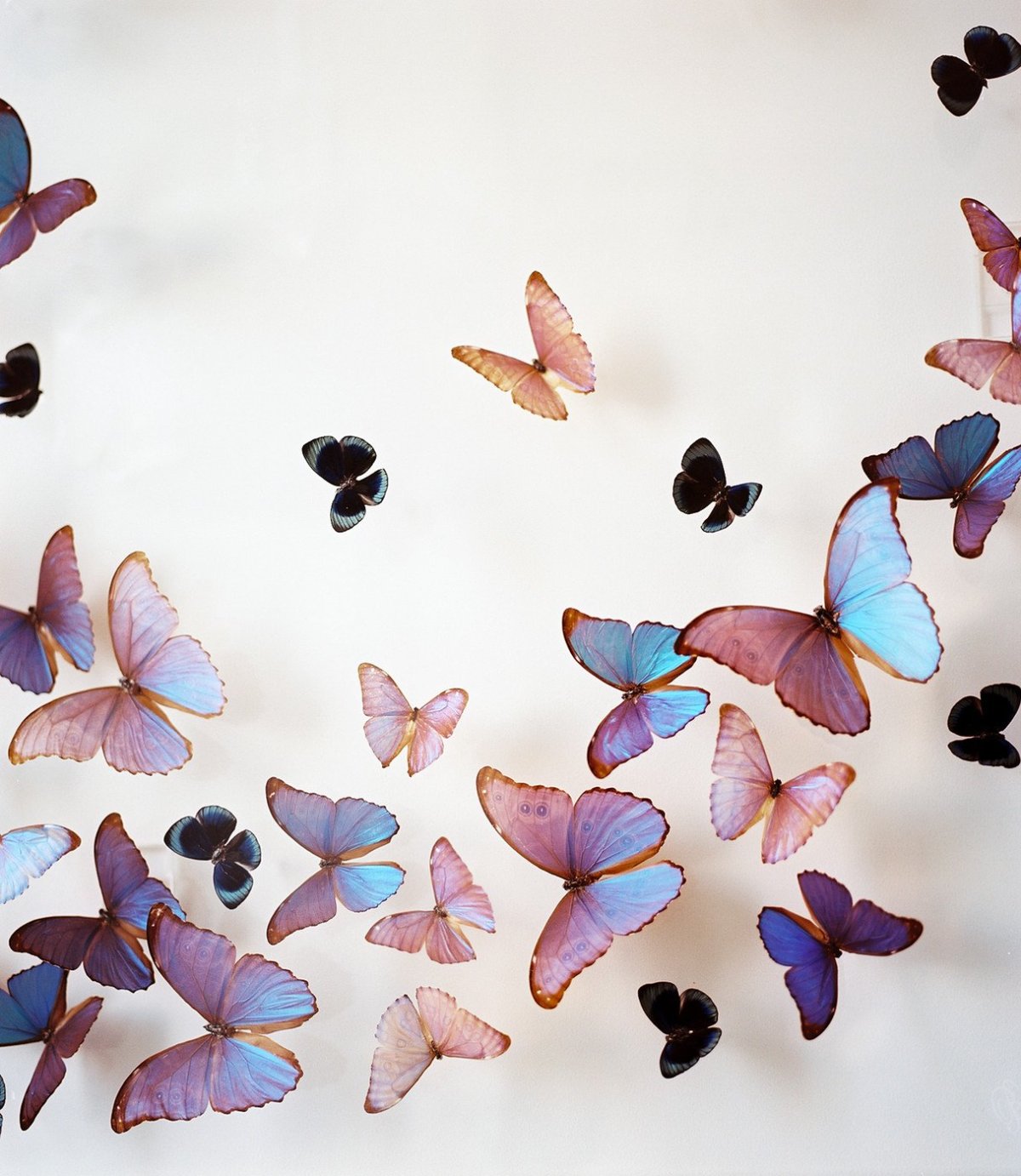 Фон с бабочками Эстетика