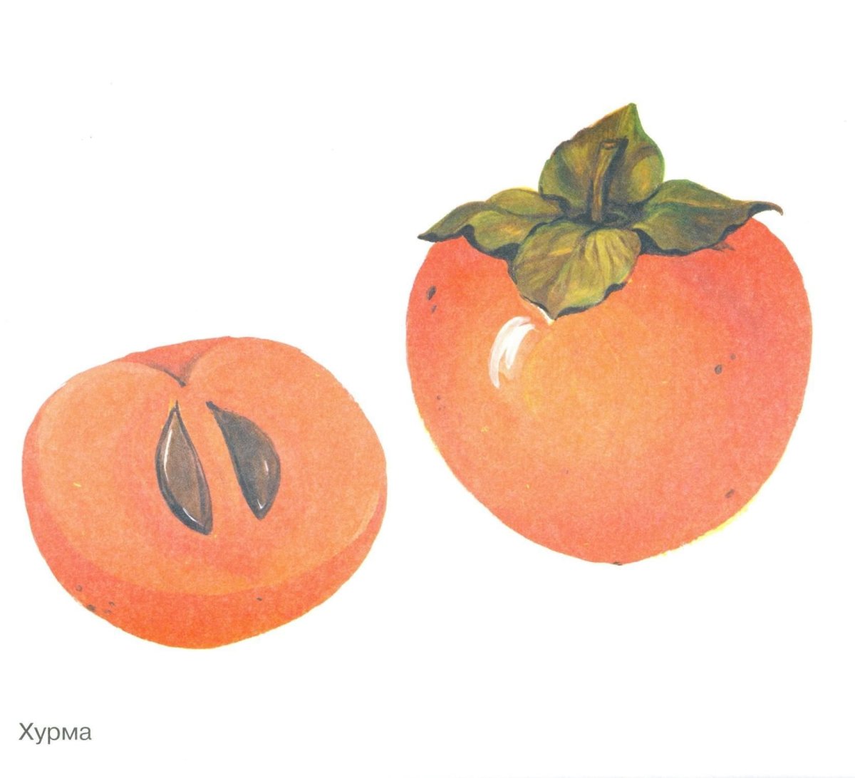 Фрукты наглядность