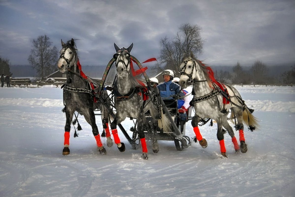 Тройка лошадей зимой