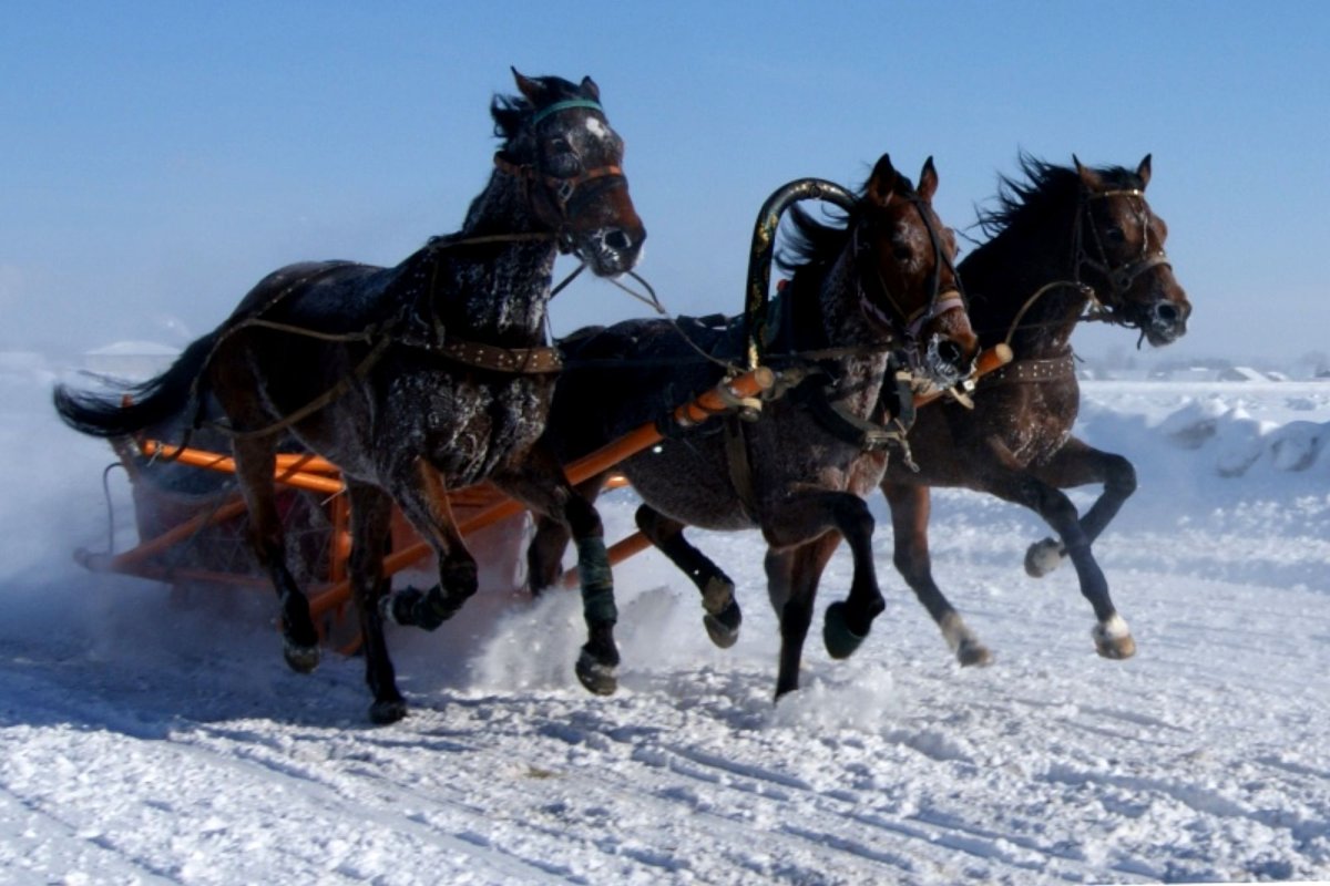 Конная упряжка тройка