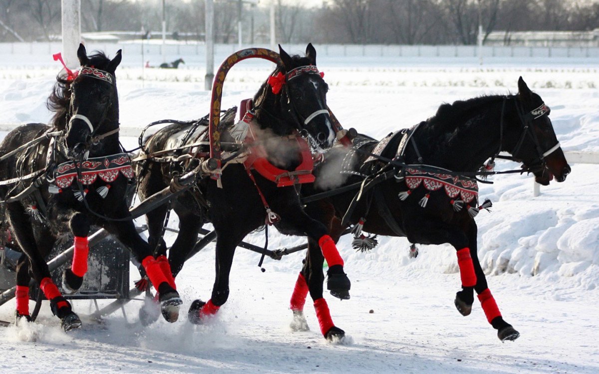 Тройка запряженных лошадей