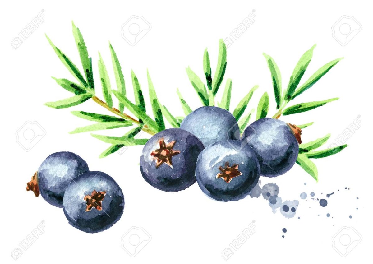 Ягоды можжевельника красные на белом фоне