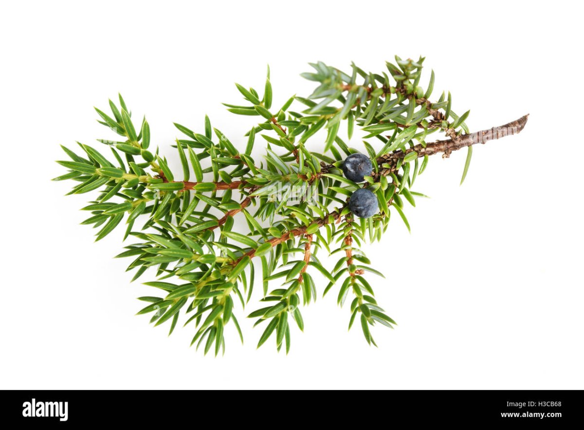 Туя Западная схематично