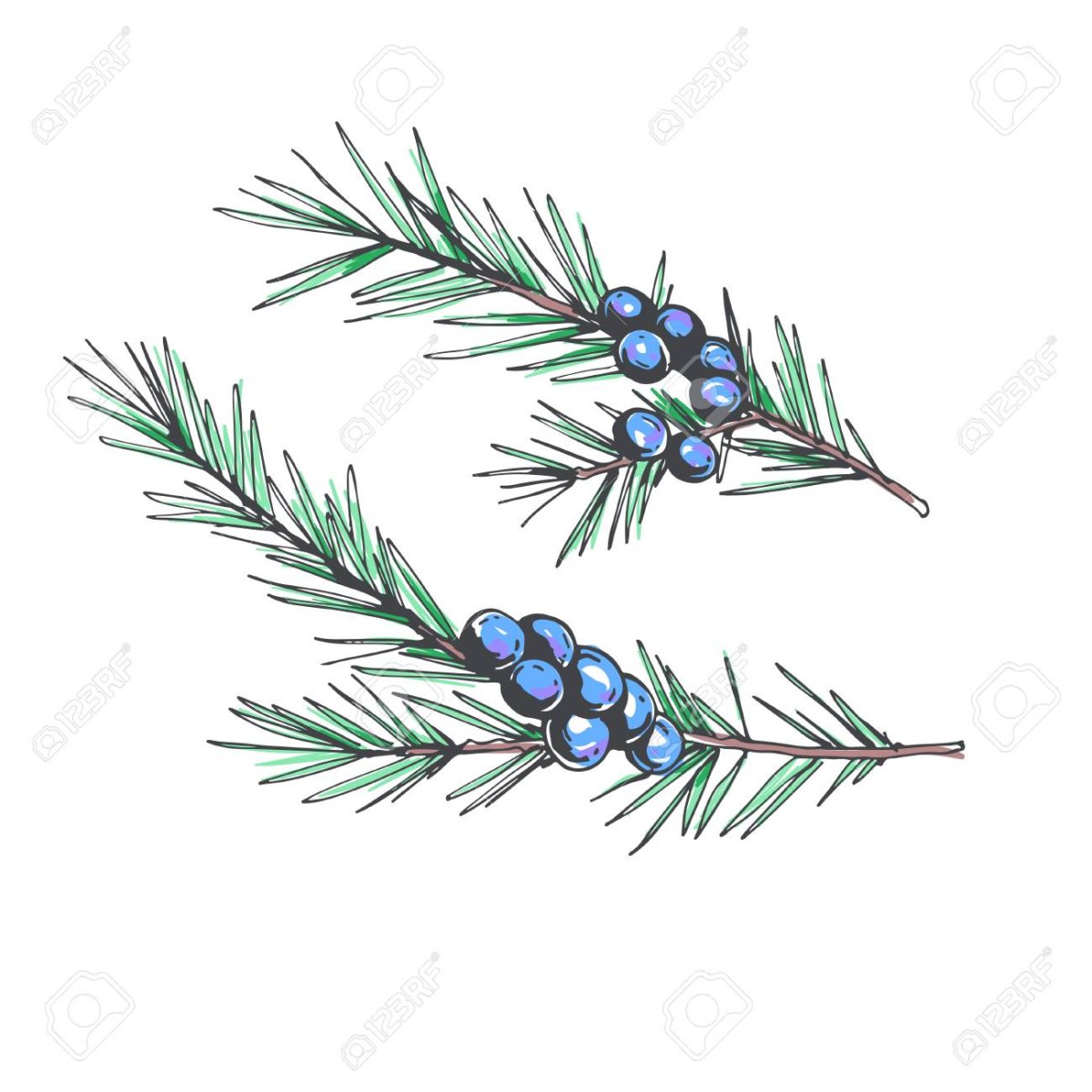 Можжевельник для детей с названиями