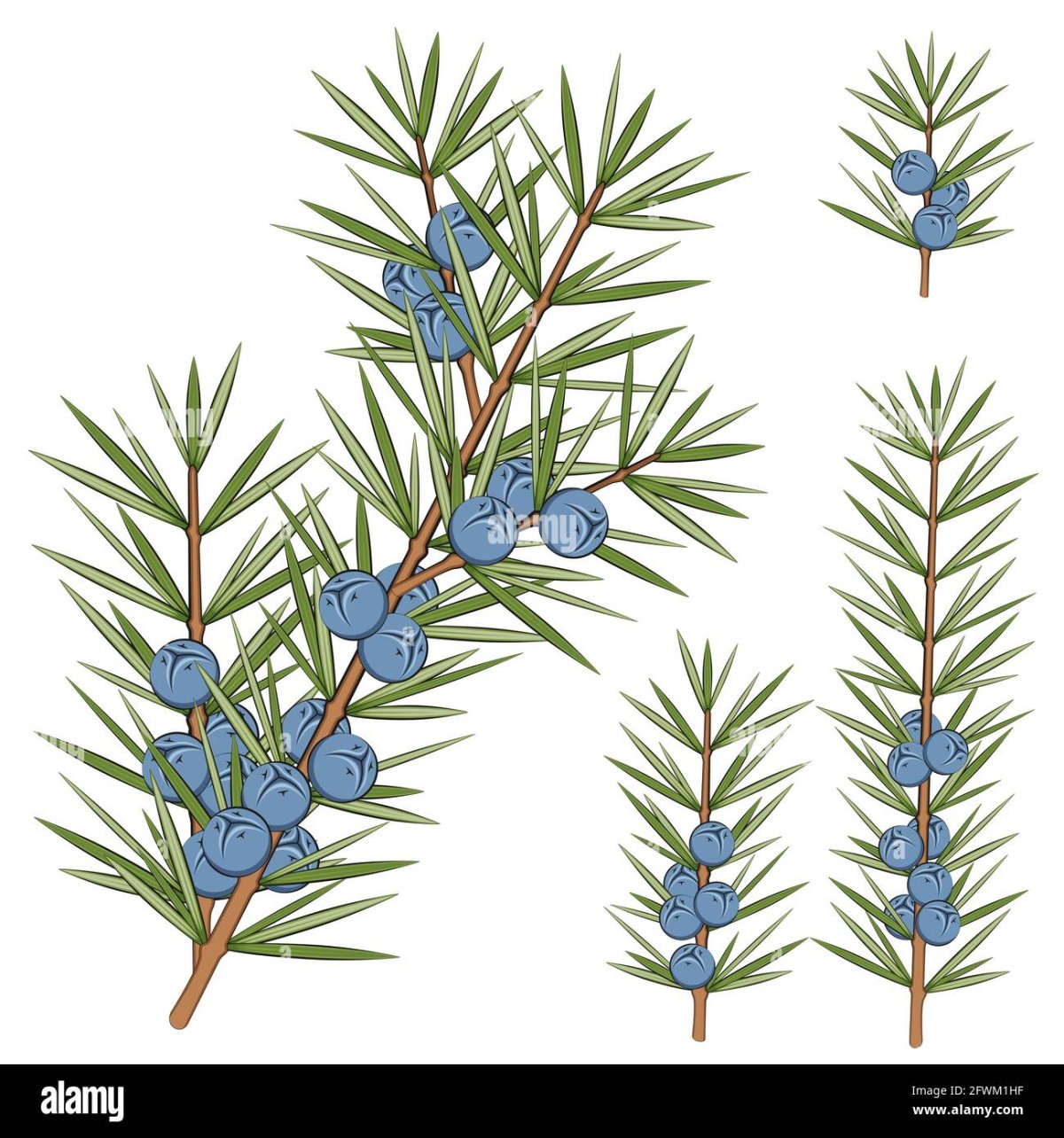 Можжевельник казацкий паттерн