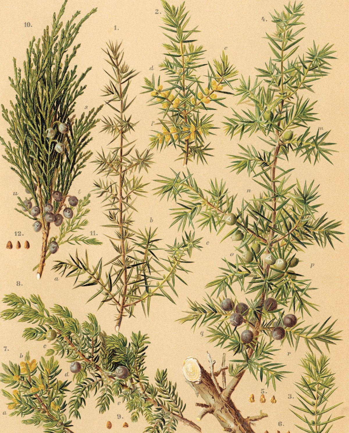 Можжевельник обыкновенная Ботаническая иллюстрация