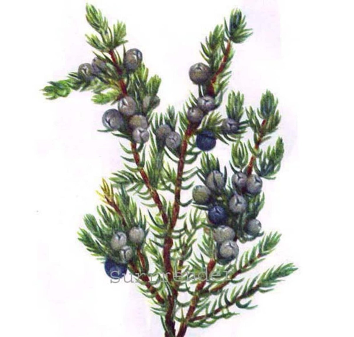 Можжевельник обыкновенный ягоды рис