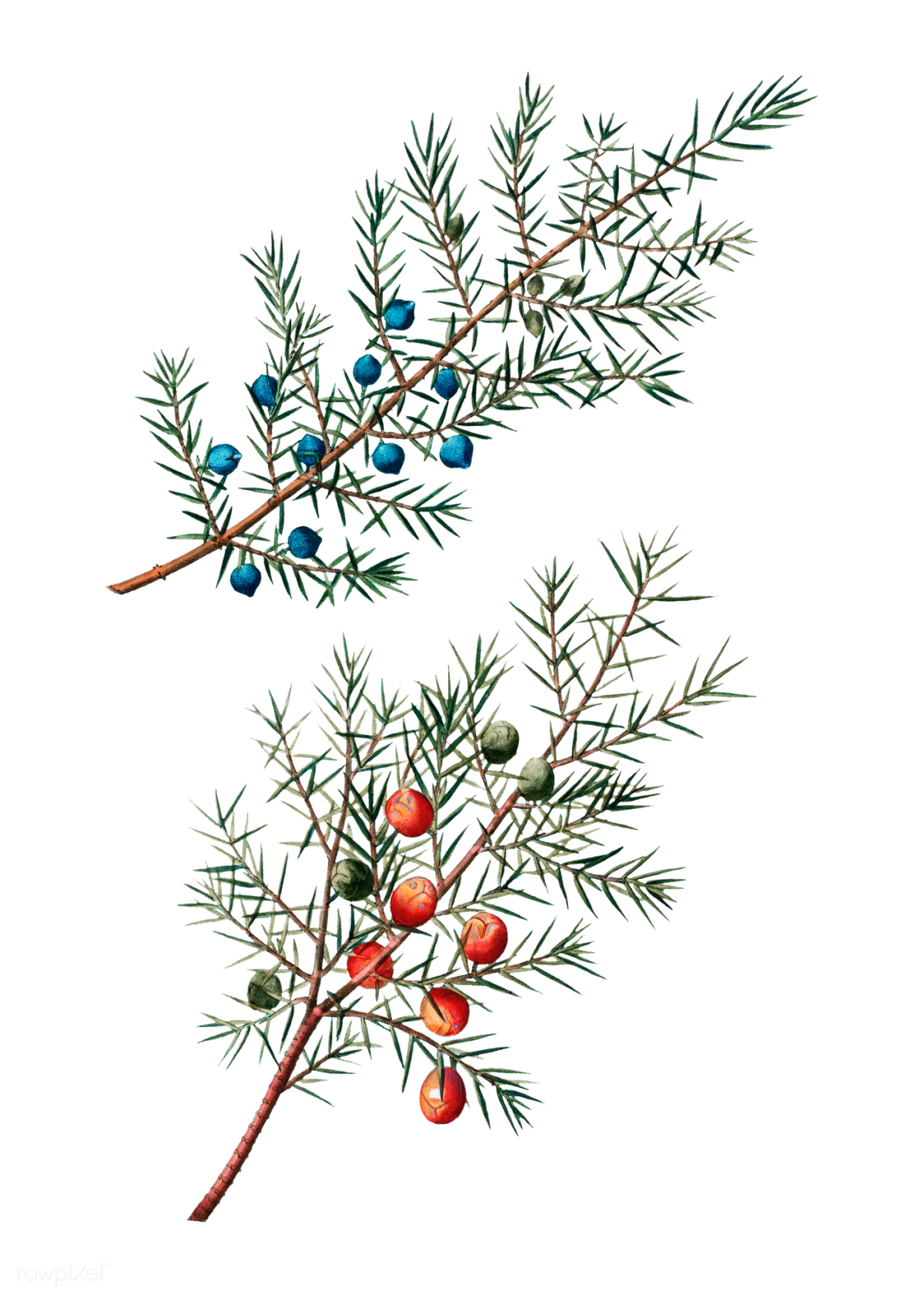 Векторный эскиз можжевельника