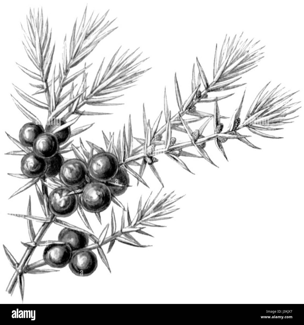 Можжевельник для детей