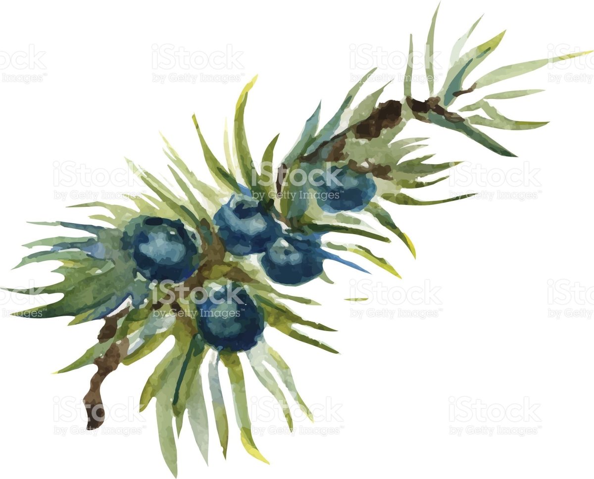 Можжевельник раскраска